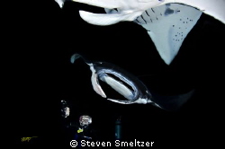 Night dive off of Kona Hawaii.  We saw 48 Manta Rays on t... by Steven Smeltzer 